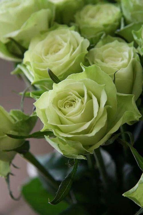 Celestial Blooms Symphony in Colors